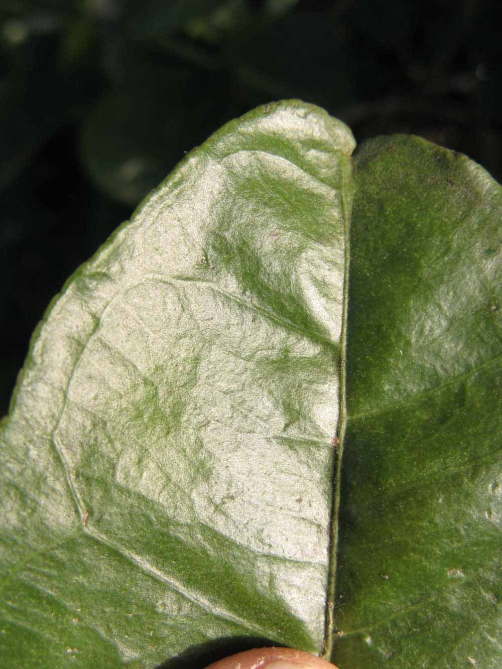              Margin (Winter Haven, FL)       